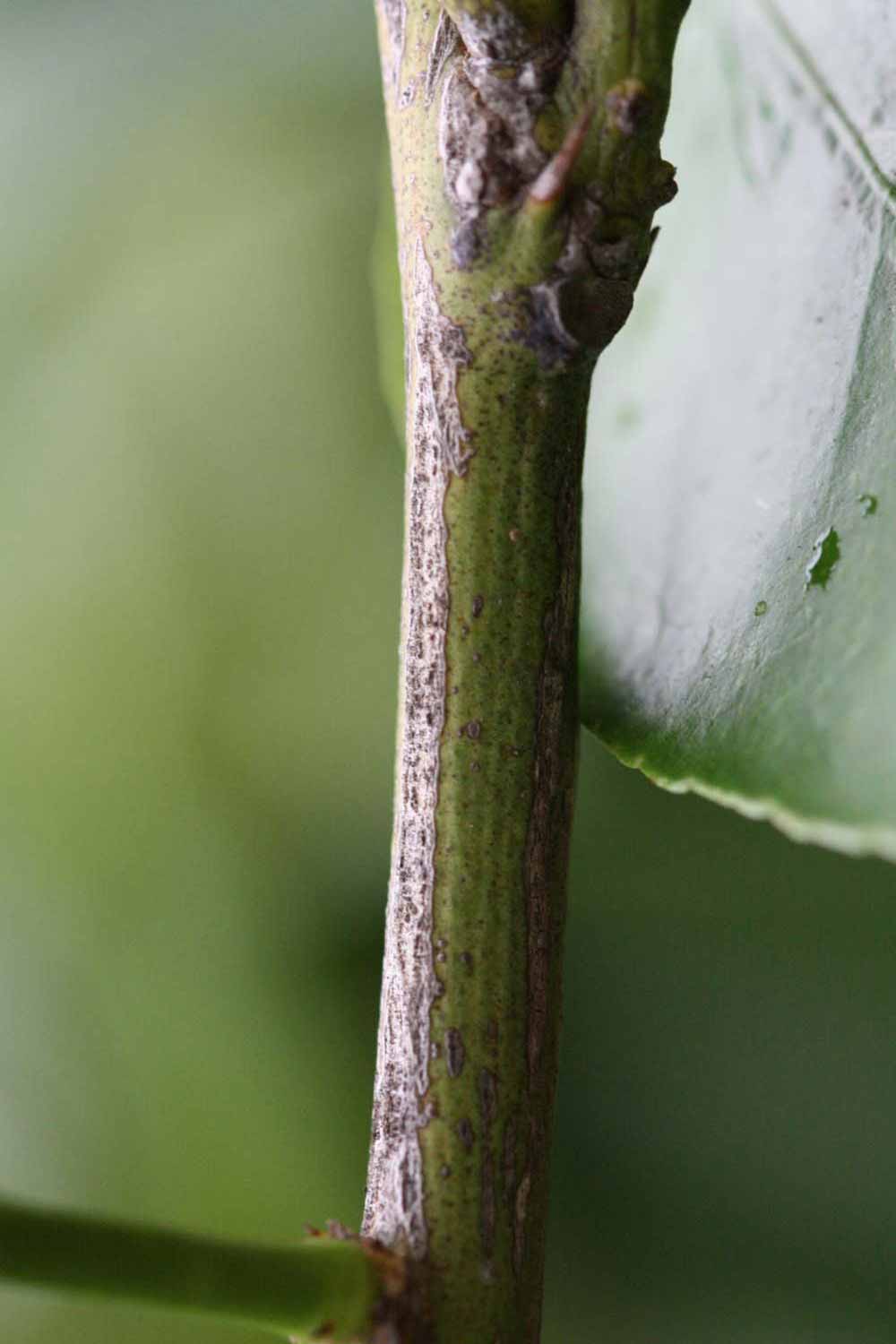              Second - third year twig (Limoneira 8-A, Riverside, CA)       